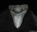 Dagger Shaped Inch Megalodon Tooth #64-1